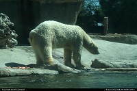 Photo by WestCoastSpirit | New York  zoo, san diego, bear, polar bear